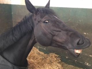 Image de l'article La pension de chevaux relève-t-elle du statut du fermage ?